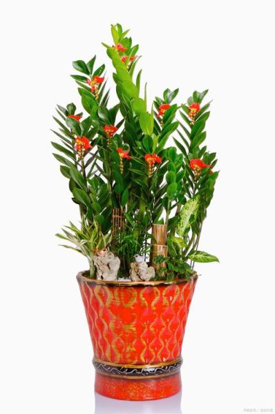 生肖属相旺财植物（生肖牛养什么植物最旺财）