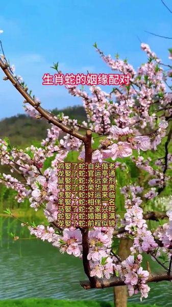 生肖蛇跟哪个属相（生肖蛇跟哪个属相最配）