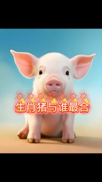 肥猪的生肖属相（肥猪对应什么属相？新手秒懂！）