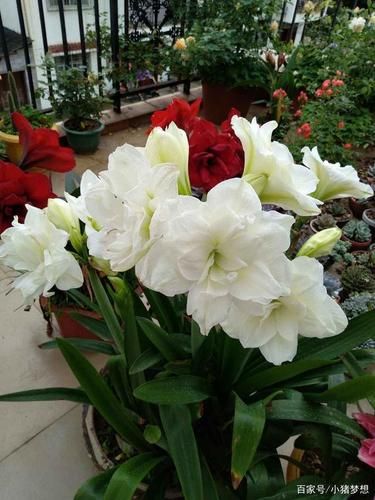 生肖猪属相花（生肖猪属相幸运花是什么？）