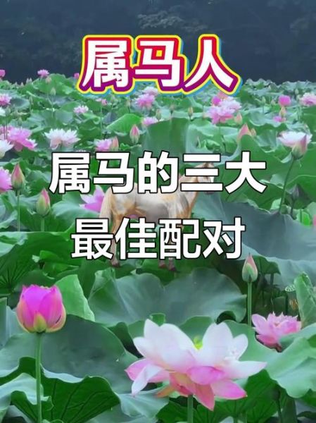 生肖马人缘最好的属相（属马人缘最好的三大生肖配对）