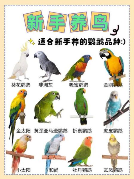 鹦鹉属相是什么生肖(鹦鹉属相是什么生肖?)