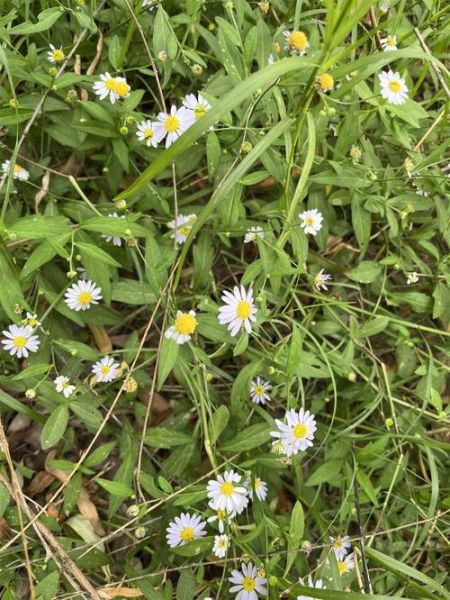 马兰生肖属相(马兰属什么生肖?新手3分钟秒懂)