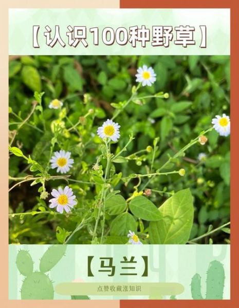 马兰生肖属相(马兰属什么生肖?新手3分钟秒懂)