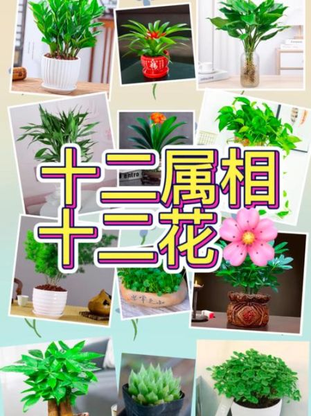 十二生肖属相代表花（十二生肖属相代表花是什么？新手秒懂版💐）