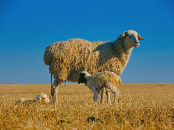 属相最差的生肖（属相最差的生肖真的是羊吗？）