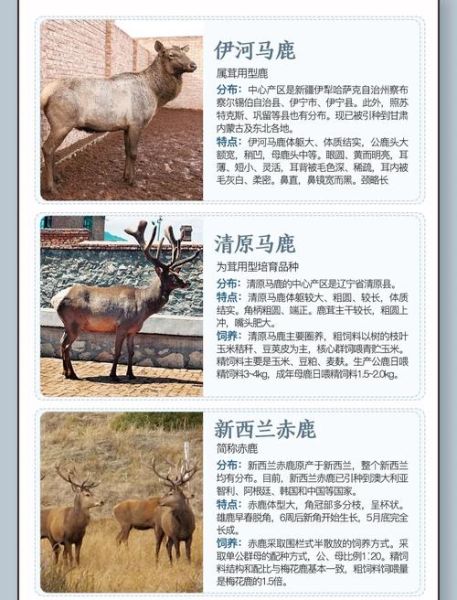 驼鹿属于哪个生肖属相（驼鹿生肖属相解析指南）