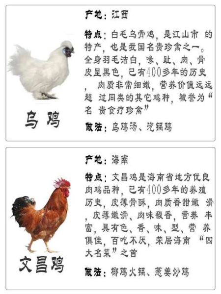 鸡生肖属相（鸡生肖属相性格特点详解）