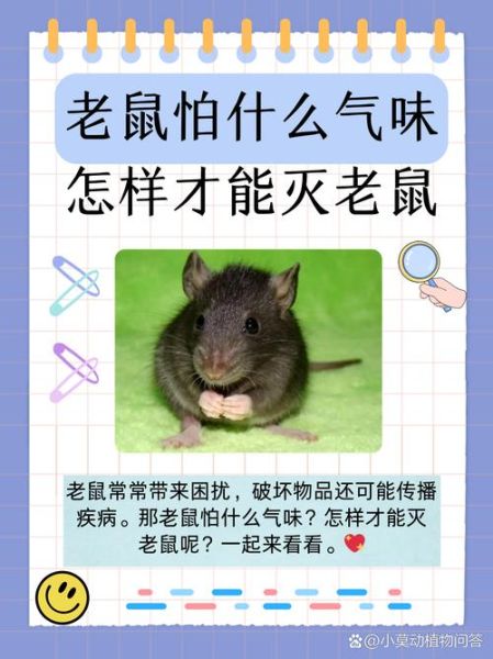 老鼠属相远离什么生肖呢