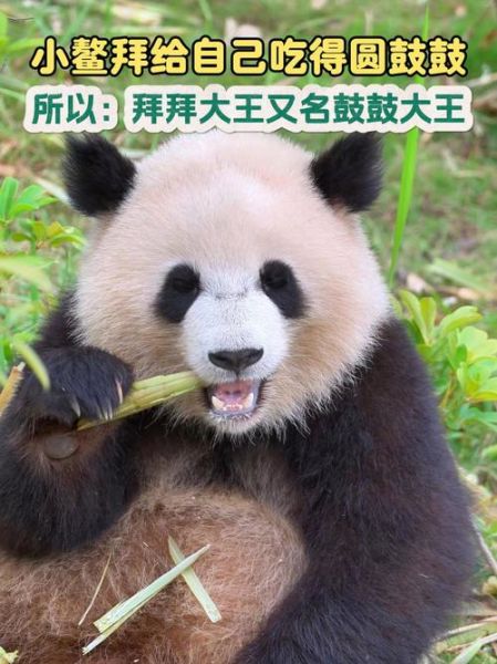 鳌拜生肖属相（鳌拜到底属什么生肖？）