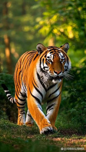 生肖蛇最怕生肖虎什么属相（生肖蛇最怕虎什么生肖属相）