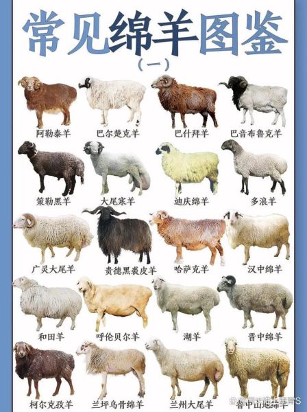 生肖属相羊多大(属羊的今年多大2024查询表)