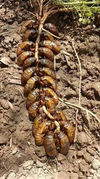 金蝉属相是什么生肖(🪷金蝉属什么生肖对照表?小白一看就懂!)