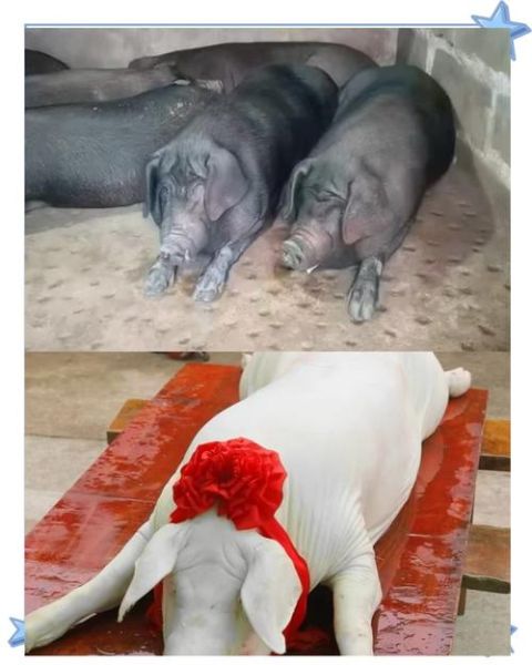 杀猪为什么要看生肖属相（属猪的不能杀吗？新手看过来）