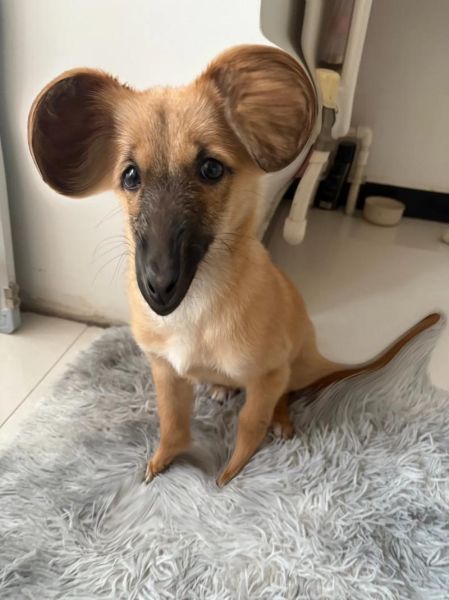 土狗生肖属相（2024土狗到底属什么生肖）