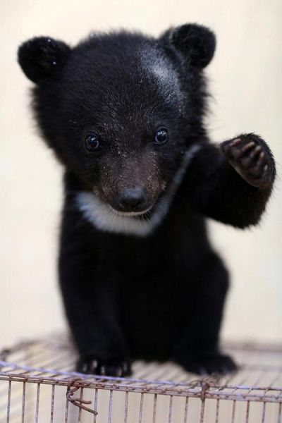 黑熊属那个生肖属相（黑熊属那个生肖属相怎么来的）