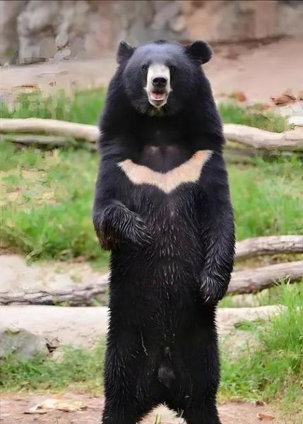 黑熊属那个生肖属相（黑熊属那个生肖属相怎么来的）