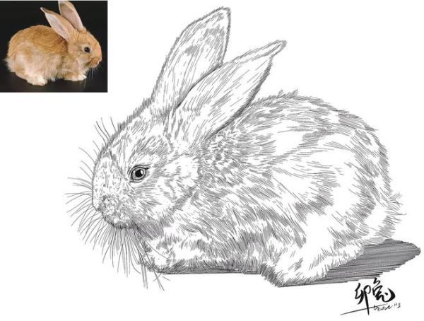 属相兔的生肖画（属相兔的生肖画入门怎么画）