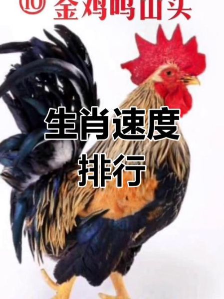 猜生肖行动如飞生肖属相（行动如飞动物是什么生肖）