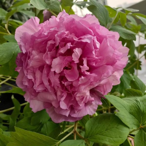 今期生肖是红花属相（今期生肖是哪个是红花属相）