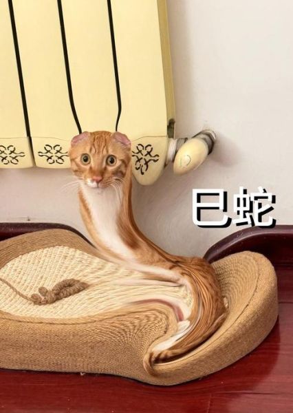 2011属相属什么生肖（2011属什么生肖的详细说明😸）