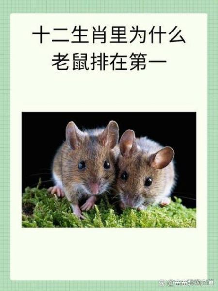 十二生肖属相缺一（十二生肖属相缺一到底指谁？）