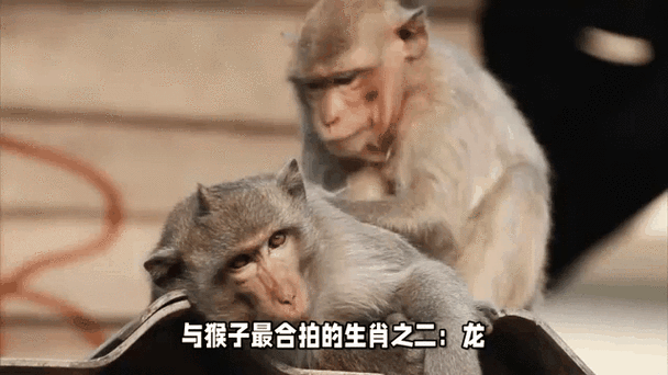 生肖猴配的属相（生肖猴最绝配的三个生肖）