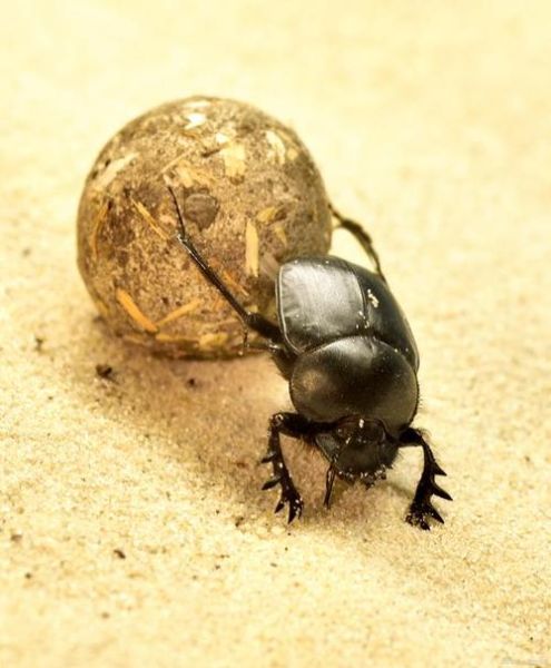 什么属相结巴生肖（结巴生肖是什么属相？龙）