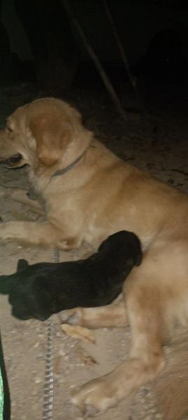 生肖属相土狗配对（土狗生肖和什么属相最配）