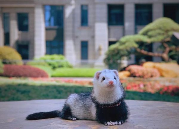 貂狗属相代表什么生肖（貂狗属相代表什么生肖？新手一看就懂）