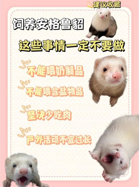 貂狗属相代表什么生肖（貂狗属相代表什么生肖？新手一看就懂）