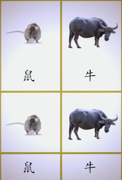 生肖属相底卡展示（生肖属相底卡展示模板有哪些？）