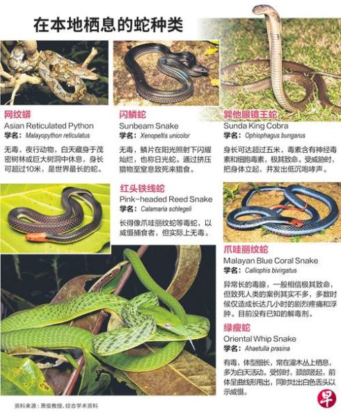 蛇生肖属相（蛇生肖属相的性格特点）