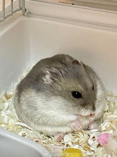 侏儒属相是什么生肖（侏儒属相查询：到底属什么🤔）