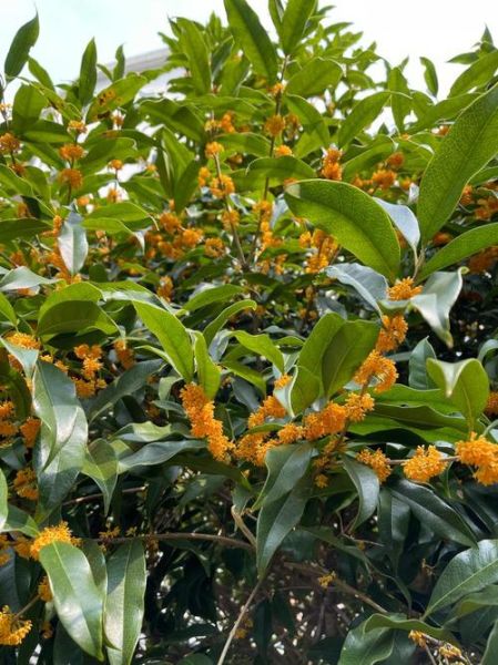 秋香属什么生肖属相（秋香生肖属什么）