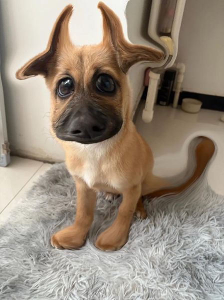 生肖属相土狗配对好吗（土狗和什么属相最般配）