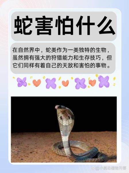 生肖蛇害怕什么属相（生肖蛇最怕的三大克星属相👻）