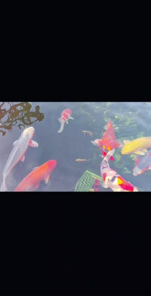 生肖锦鲤的属相（生肖锦鲤的属相有哪些讲究）