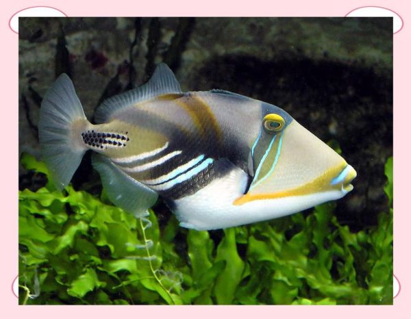 海洋是什么属相的生肖（海洋是什么生肖？解密大海属相🌊）