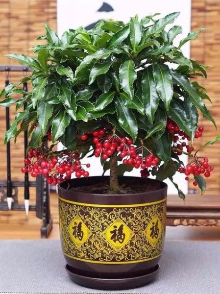 生肖属相养什么花（属鼠适合养什么花招财旺运）