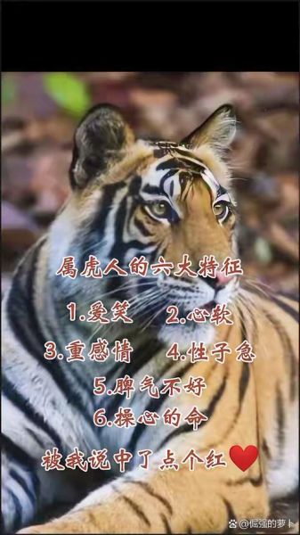 生肖虎的性格属相（生肖虎的性格特点全面解析）