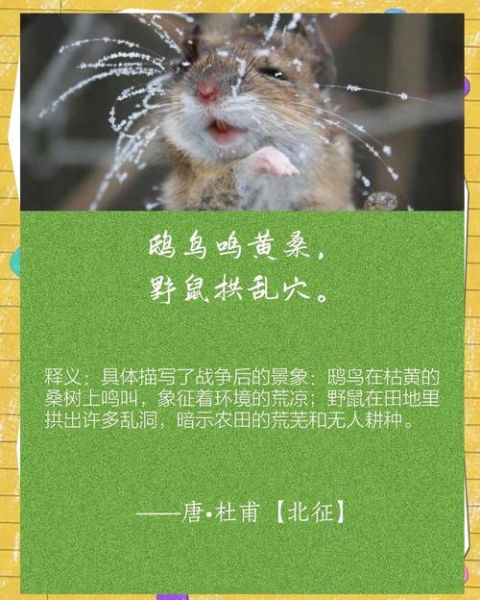 属相是老鼠的生肖（鼠年出生属什么生肖）