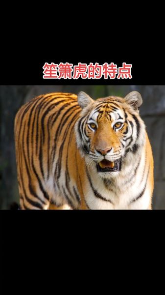 生肖虎喜欢的属相（属虎和什么属相最合拍？新人一看就懂！）