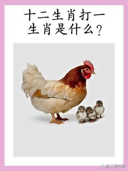 生肖属鸡与什么属相相冲（鸡和什么生肖相冲？新手避坑指南）