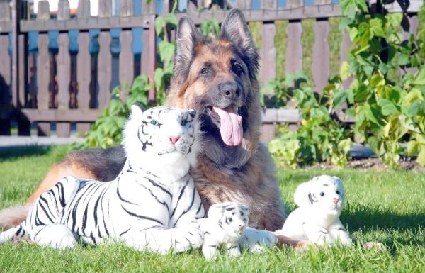 生肖属相狗与虎合不合（生肖狗和虎合不合婚）