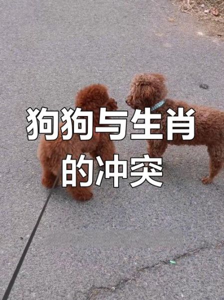 狗忌哪个生肖属相最好（狗属相最忌与龙还是兔？新手速查）