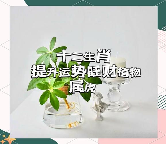 十二生肖属相幸运植物