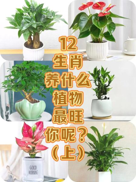 十二生肖属相幸运植物