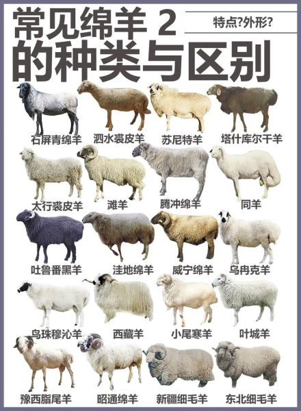 羊生肖有几种属相