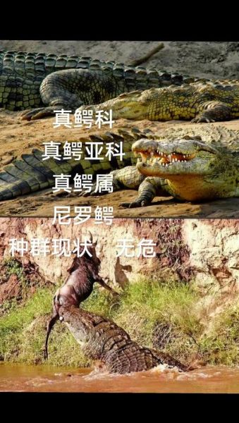 鳄鱼属于哪个生肖属相（鳄鱼属于哪个生肖？真相大白）